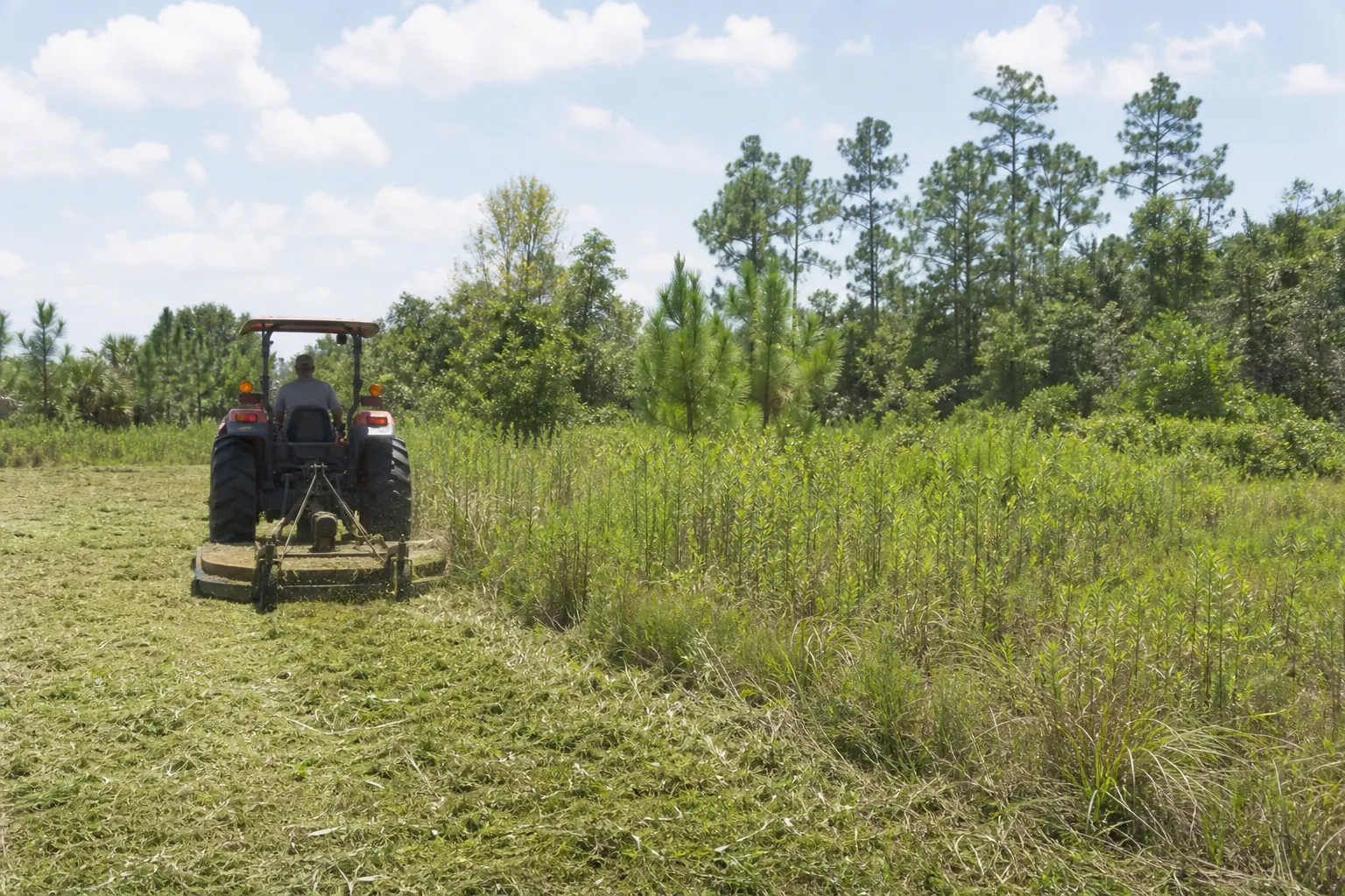 Tractor Brush Hogging an Overgrown Field A tractor operator brush hogs an overgrown grassy field bordered by pine trees under a partly cloudy sky.