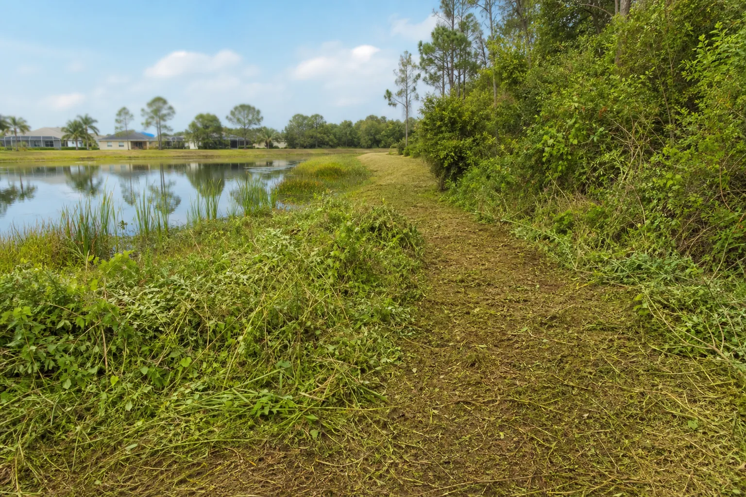 Freshly brush-hogged access path along a retention pond, bordered by cut grass and dense Florida vegetation