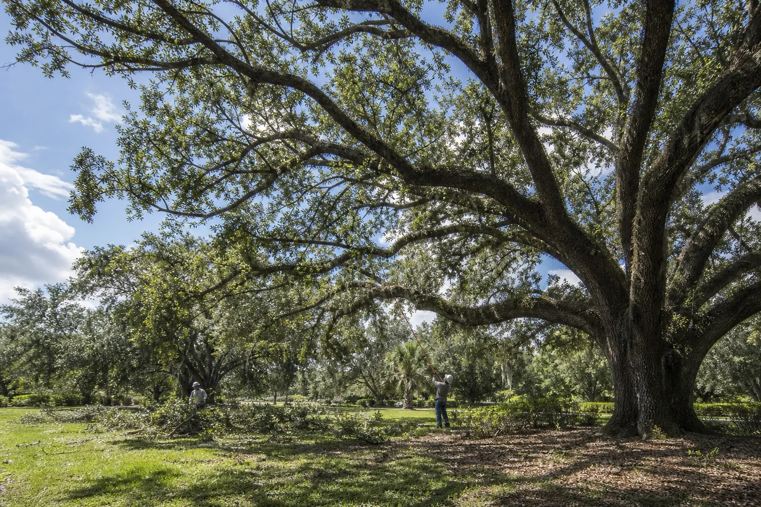 Workers thinning a mature Florida live oak canopy Two workers thin the canopy of a sprawling live oak, with freshly cut branches scattered across the grass.