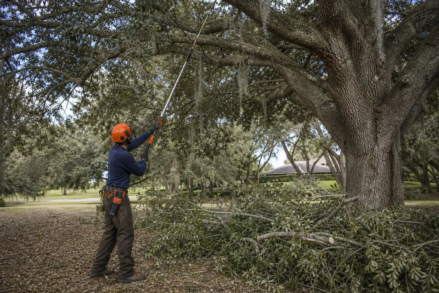 Arborist thinning the canopy of a large live oak Arborist uses a pole saw to thin branches from a large live oak, with freshly cut limbs piled beneath the canopy.