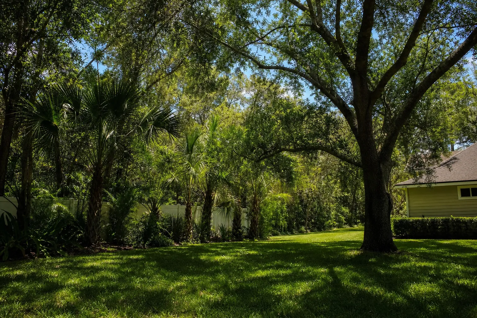 Editorial illustration of Can Canopy Thinning Bring More Sunlight to a Shaded Ormond Beach Lawn? in Florida