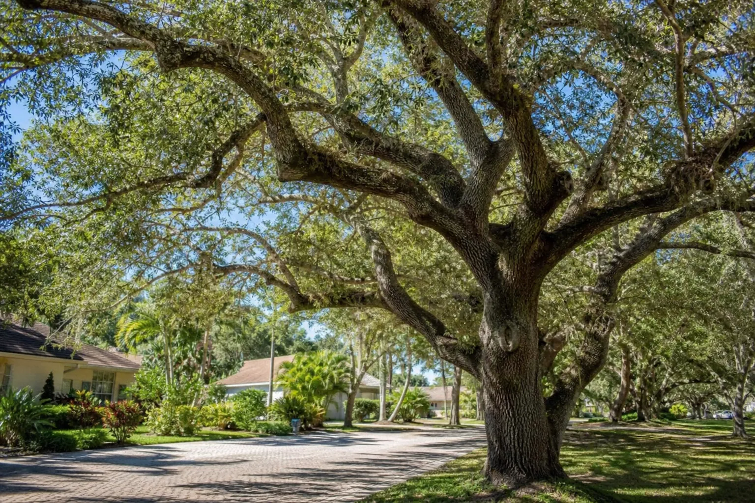 How Much Can a Mature Oak Canopy Be Thinned in Ormond Beach? in Florida Editorial illustration of How Much Can a Mature Oak Canopy Be Thinned in Ormond Beach? in Florida