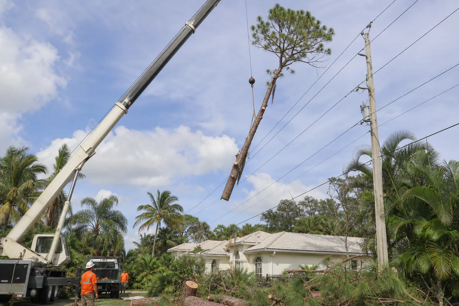 Crane-Assisted Tree Removal Near Power Lines (next step) A crane lifts a cut pine trunk near overhead power lines as tree crews work beside a suburban home.
