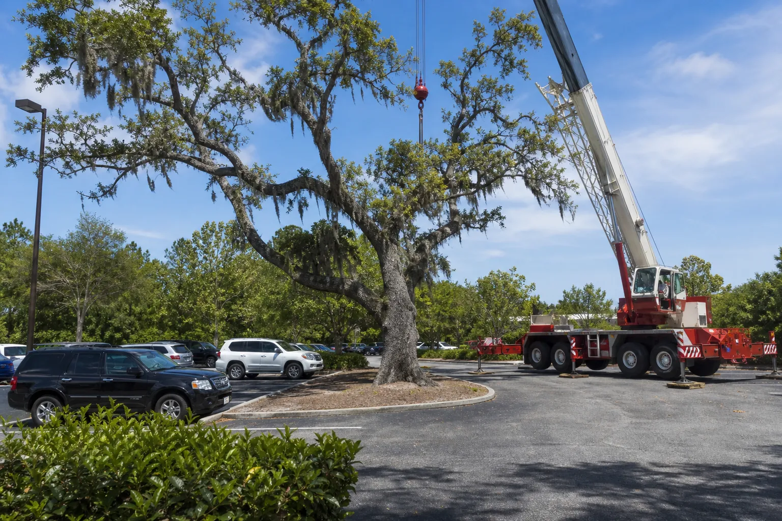Editorial illustration of Start With the Tree and the Surrounding Site in Florida