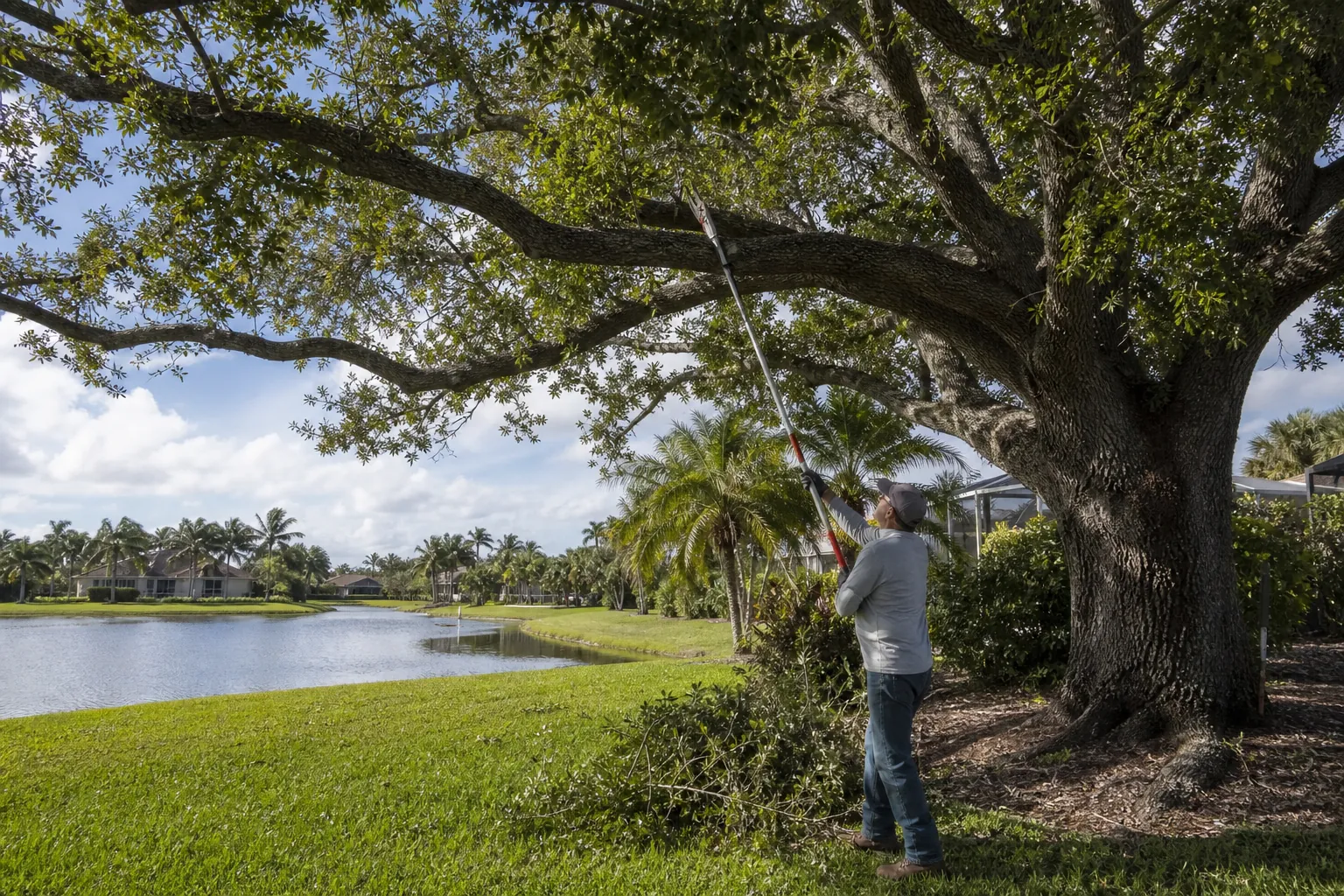 A worker uses a long pole pruner to cut an outer branch of a large spreading tree beside a residential pond.