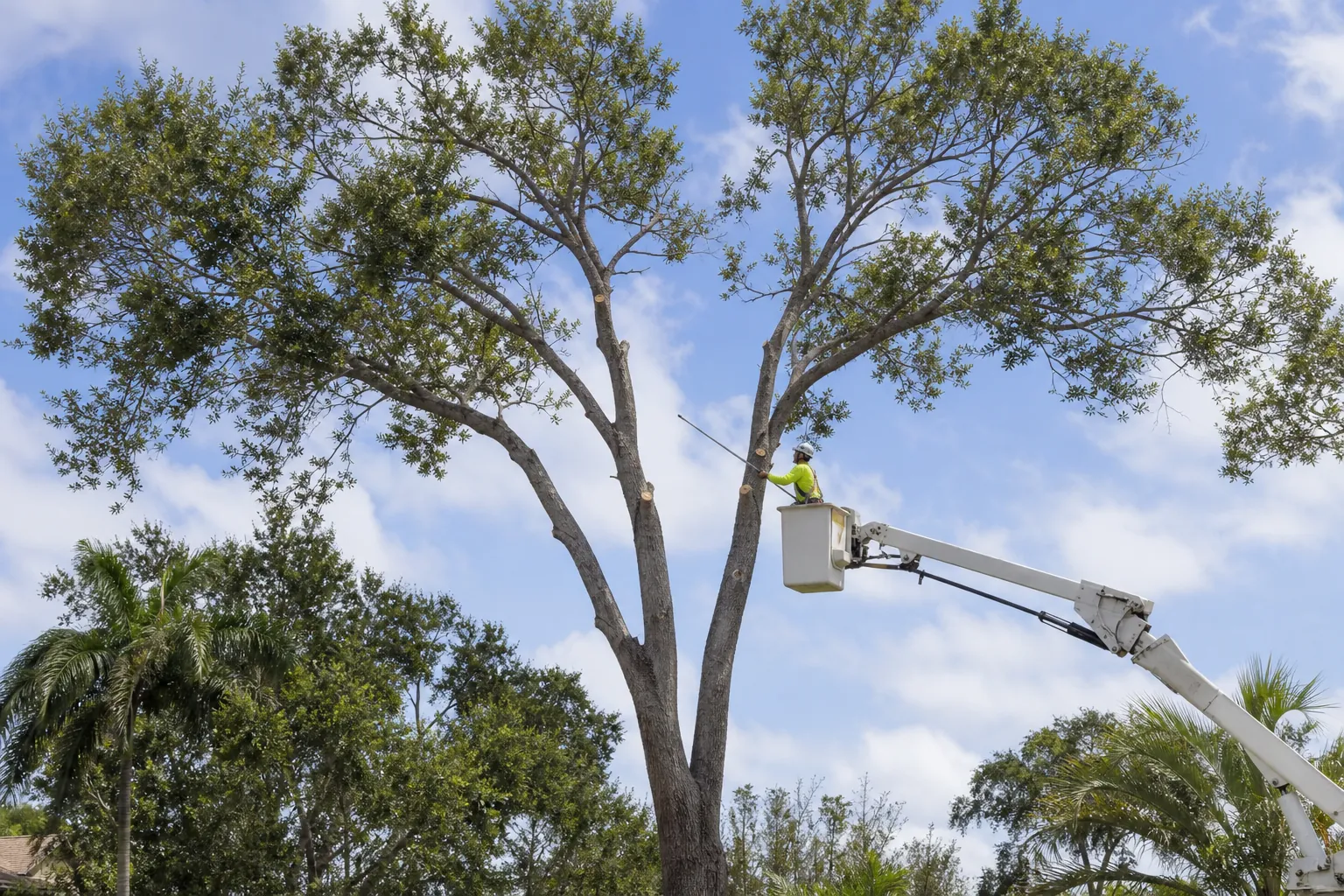 Arborist in a bucket lift pruning one of two competing leaders in the crown of a mature tree.