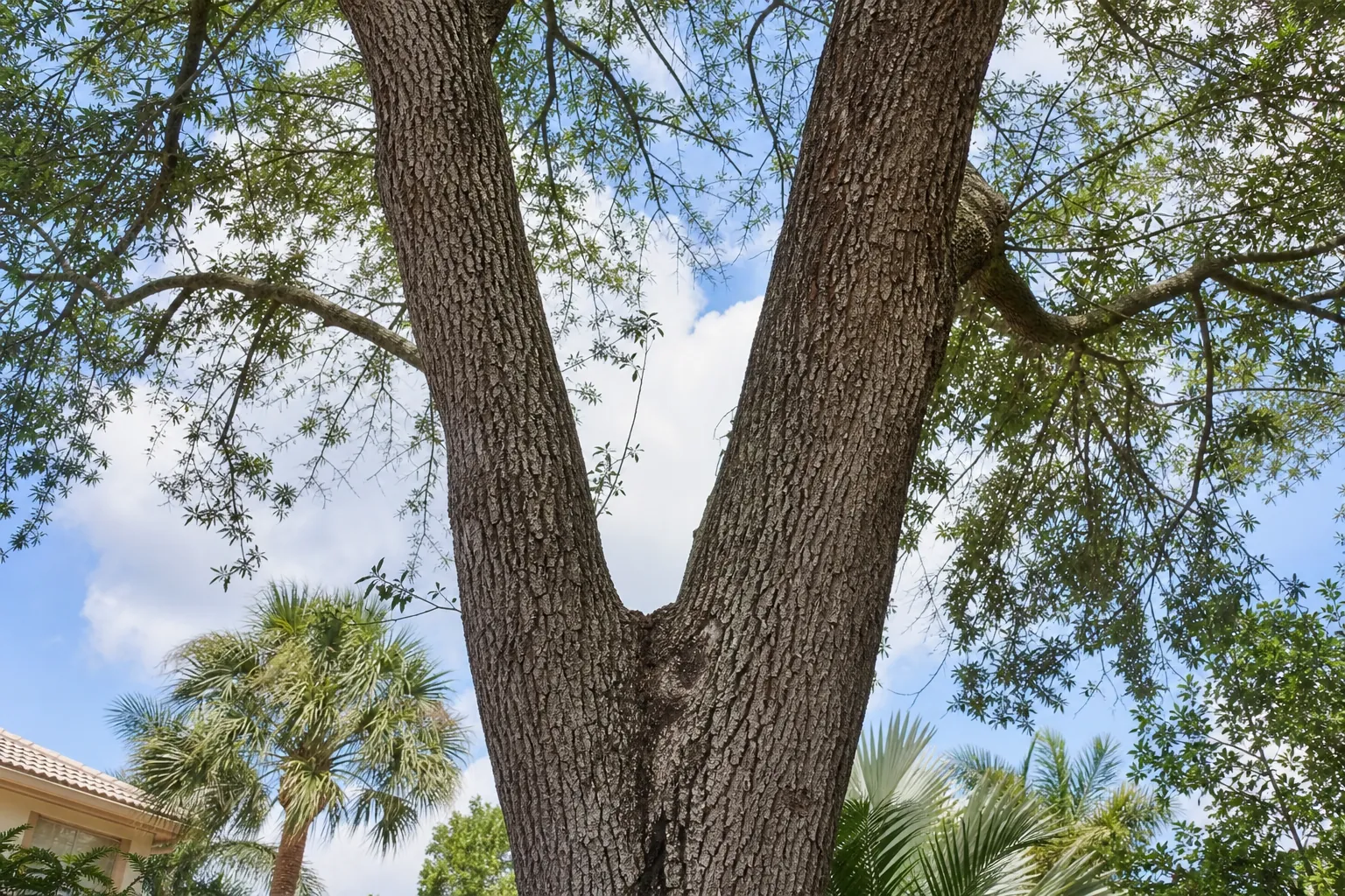 Large tree trunk splitting into two codominant stems beneath a leafy canopy, with palms and blue sky in the background.