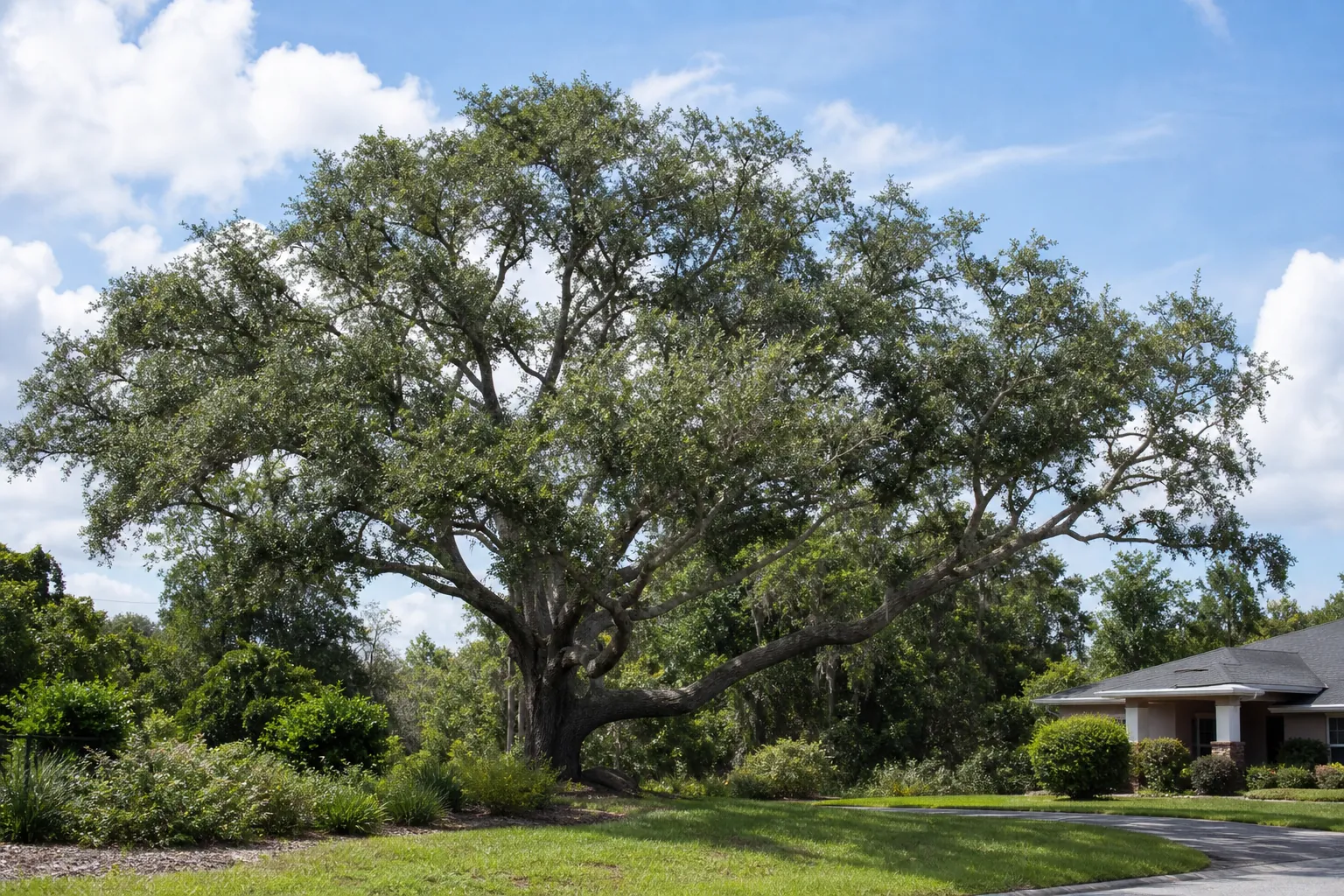 Large mature oak with a broad crown beside a suburban Florida home, lawn, driveway, and landscaped shrubs.