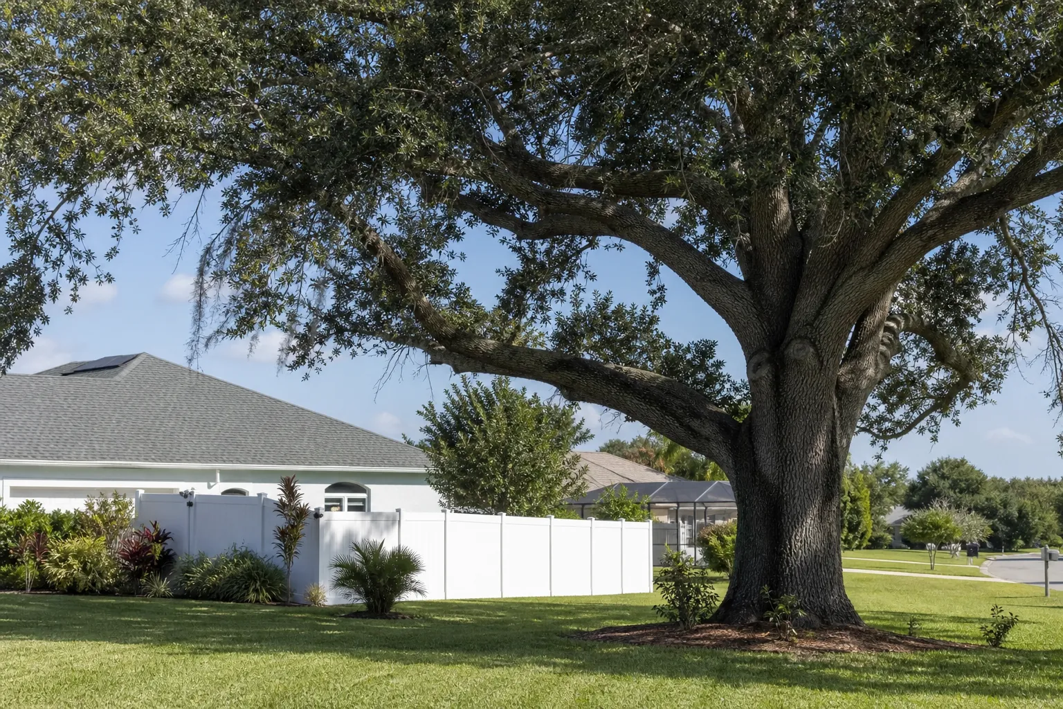 Large mature oak tree spreading over a suburban lawn beside a white fence and Florida homes.