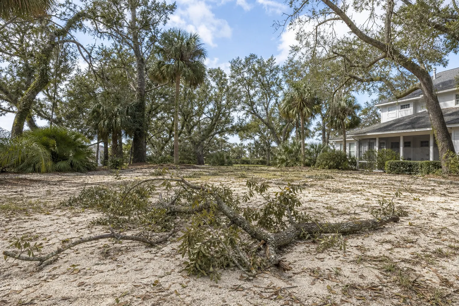 Fallen Oak Branches in a Sandy Coastal Yard Fallen leafy oak branches lie across an empty sandy residential yard, with palms, live oaks and a white house behind them.