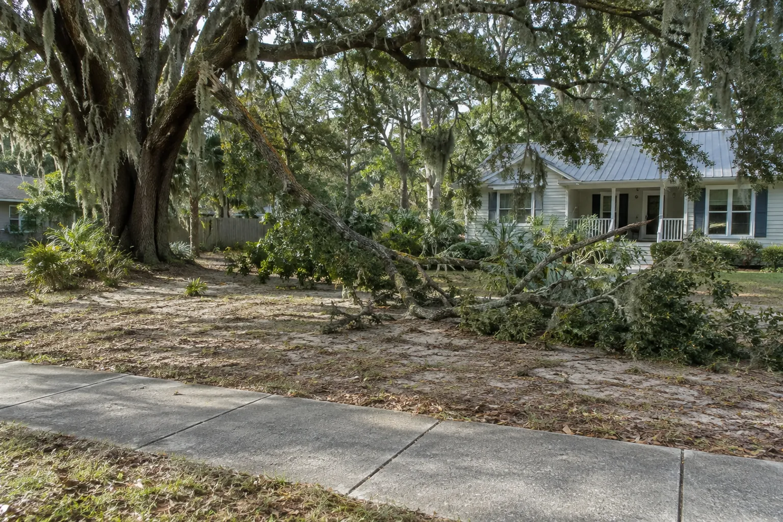 Large Fallen Limb Beneath a Moss-Covered Oak A large fallen tree limb stretches across a sandy front yard beneath a moss-covered oak beside a house and sidewalk.