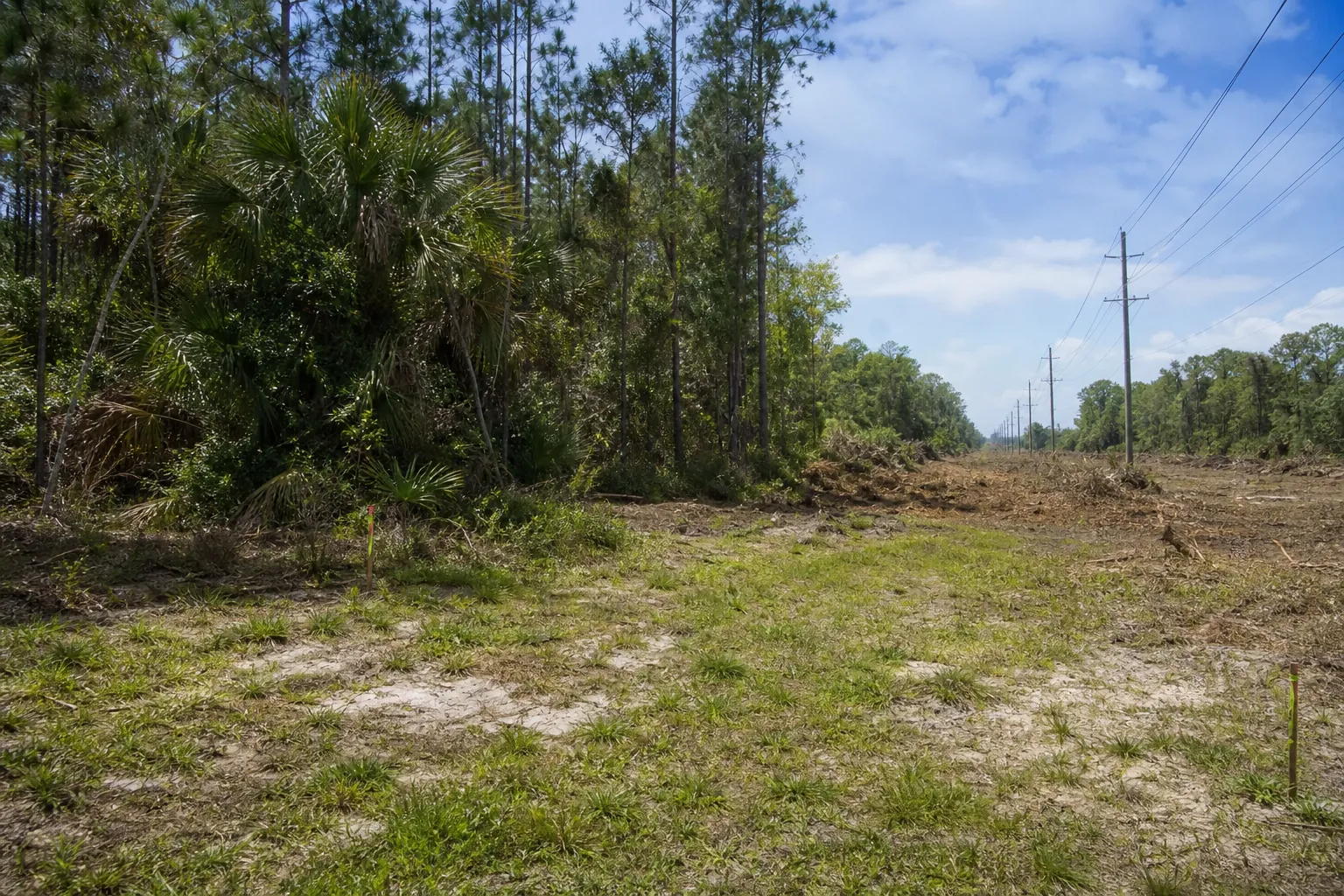 Cleared utility corridor beside dense Florida woodland, with power poles and cut vegetation extending into the distance.