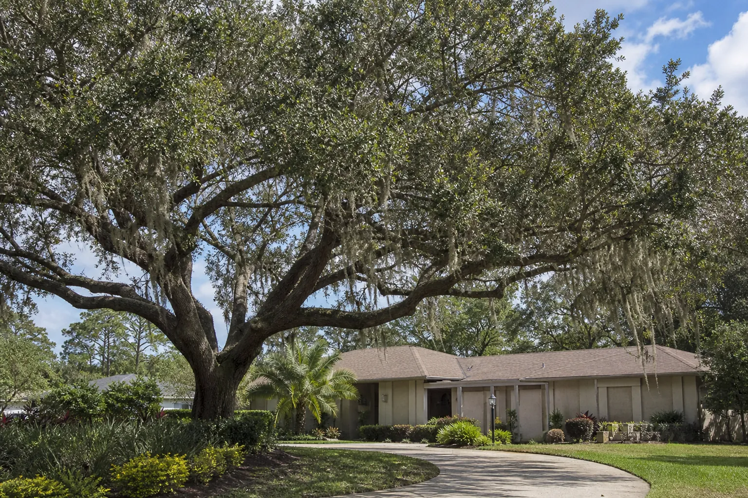 How Often Might a Large Oak Need Crown Reduction in Deltona? in Florida Editorial illustration of How Often Might a Large Oak Need Crown Reduction in Deltona? in Florida