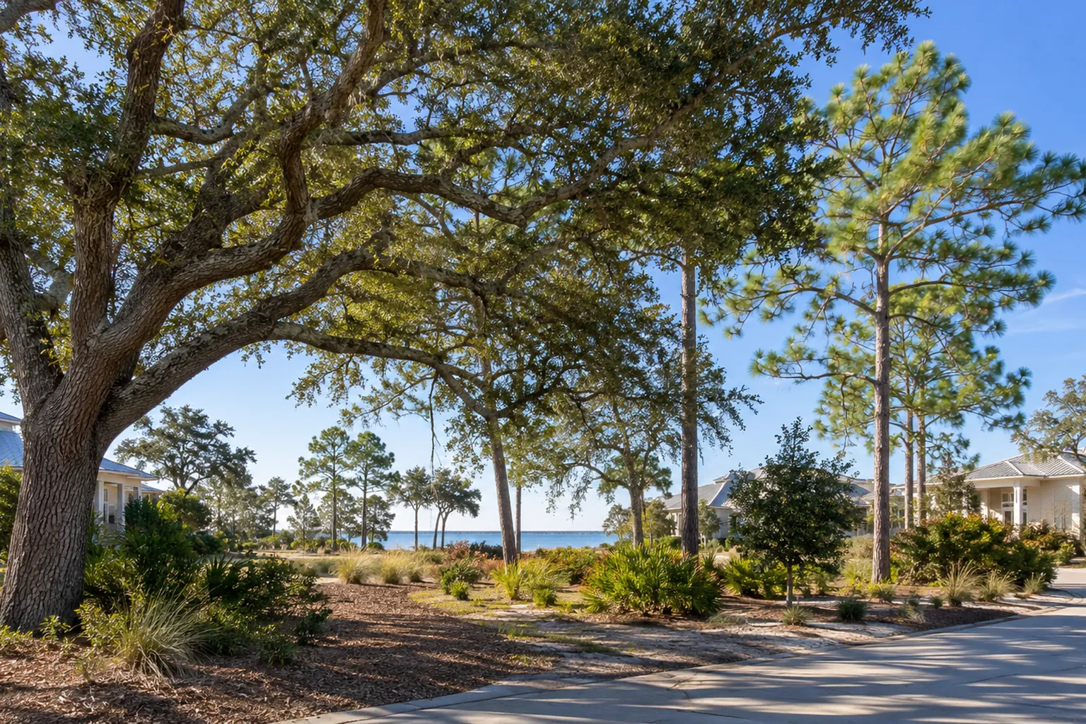 Oak and Pines in a Waterfront Residential Yard Coastal residential yard with a large oak, tall pines, shrubs, planting beds, and water in the distance.