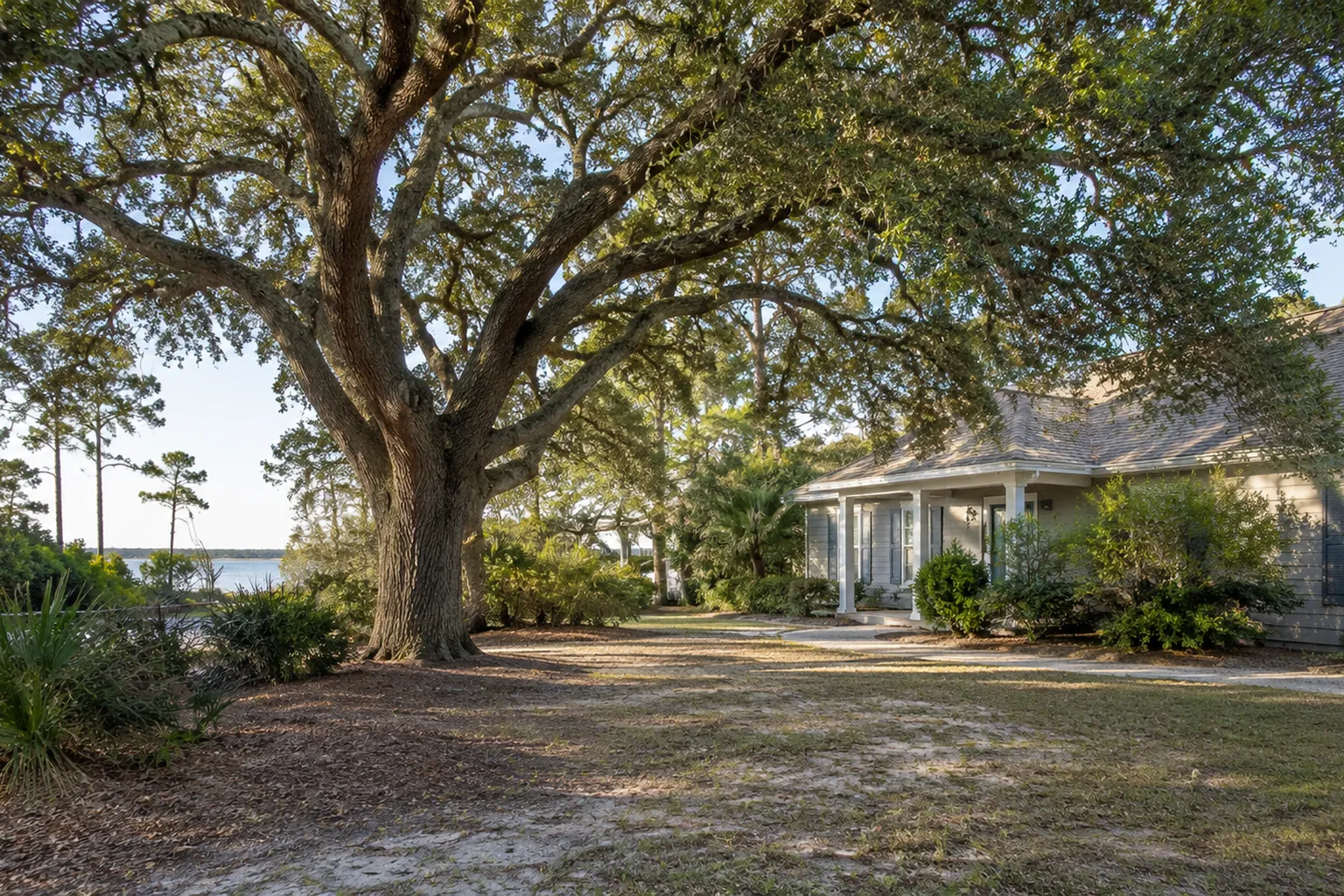 Mature Oak Beside a Coastal Home Mature oak with a spreading canopy beside a coastal home, sandy lawn, shrubs, and water in the distance.
