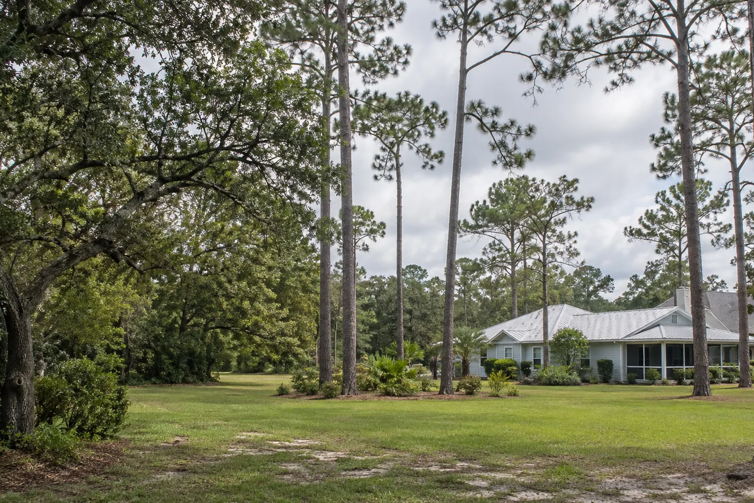 Tall Pines and Oak Around a Residential Lawn Tall pines and a spreading oak surround an open lawn beside a light-colored house under cloudy skies.
