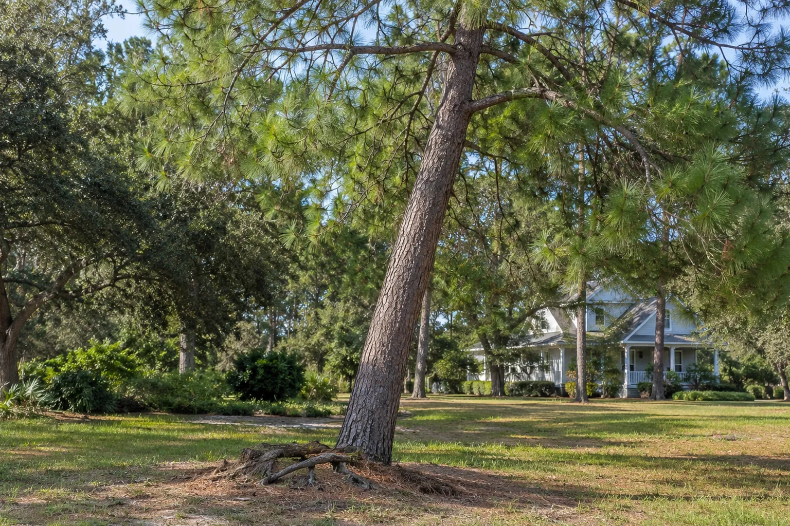 Leaning Pine With Exposed Roots in a Grassy Yard A leaning pine with exposed surface roots stands in a grassy yard, with a house and other trees behind it.