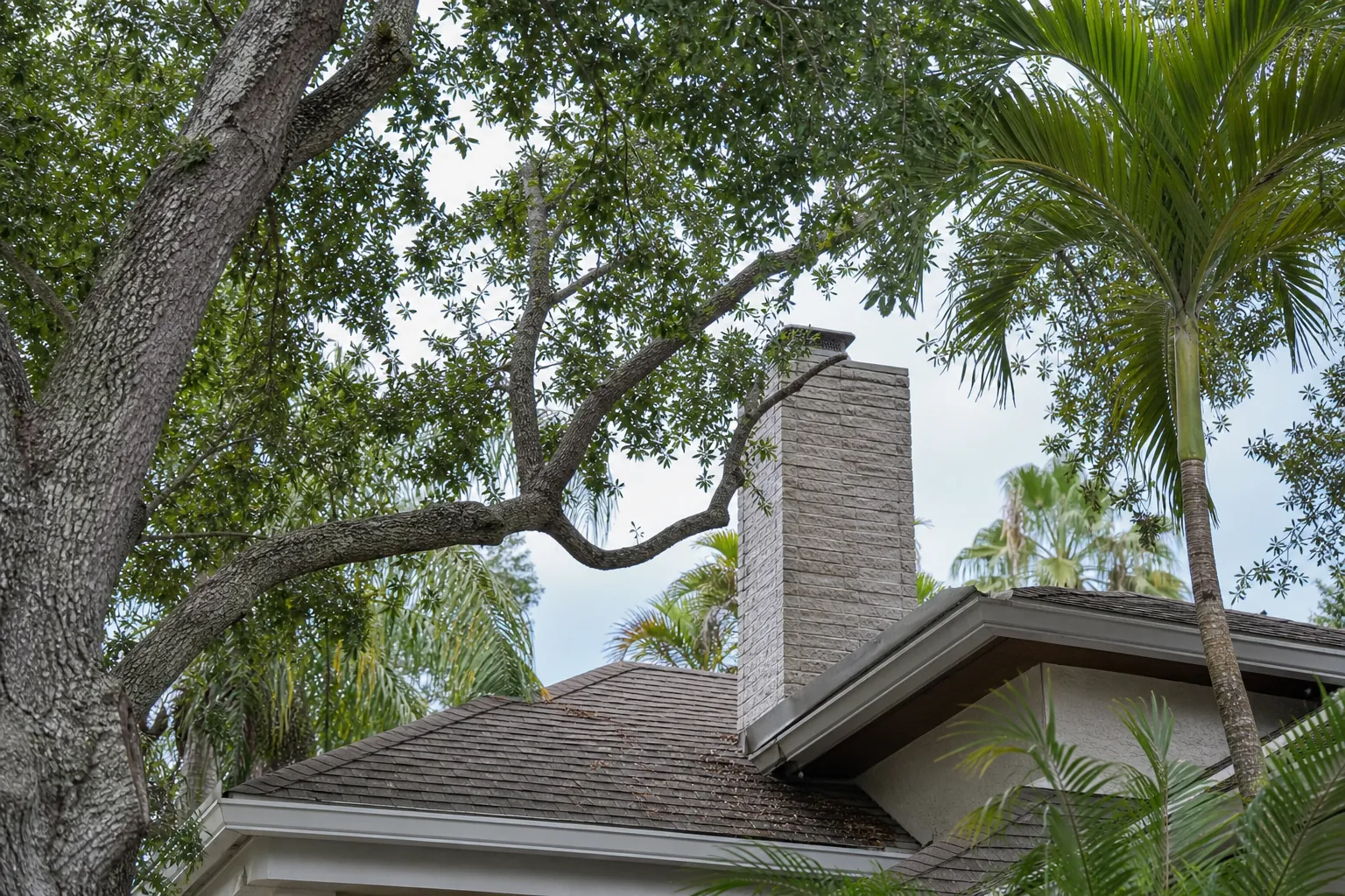 Editorial illustration of How Professionals Evaluate Nearby Trees in Florida