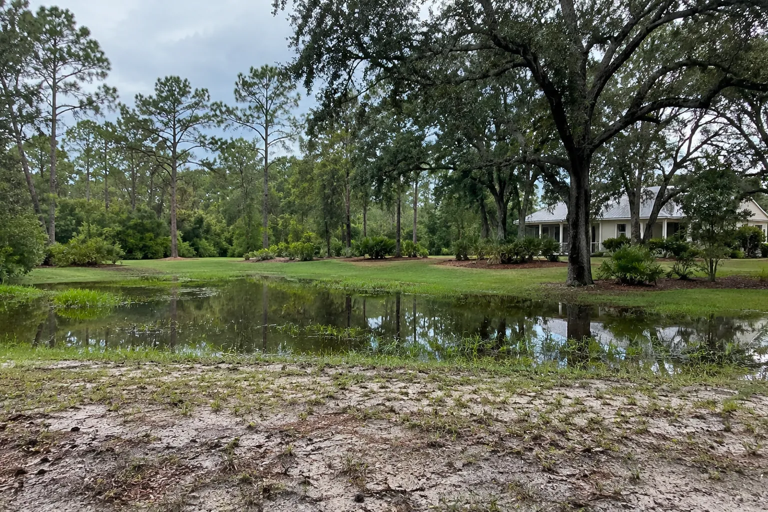 Standing water beside mature trees and a home Standing water fills a low grassy area beside mature oak and pine trees, with a white house in the background.