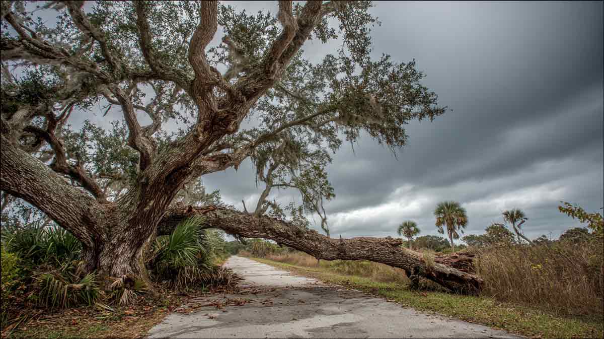 Crane used for commercial tree removal in Daytona Beach