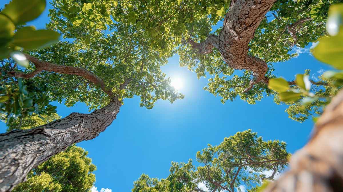 ISA Certified Arborist inspecting tree in Daytona Beach