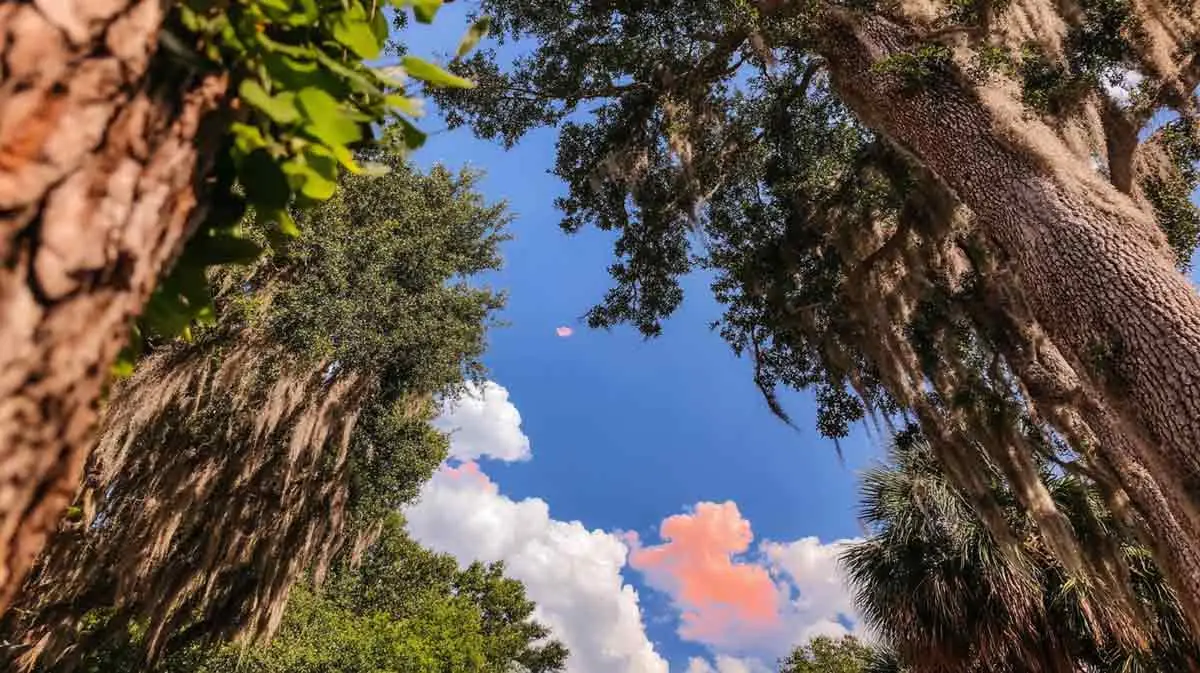 Trees and tree care related to Affordable Hurricane Tree Removal in Central Florida