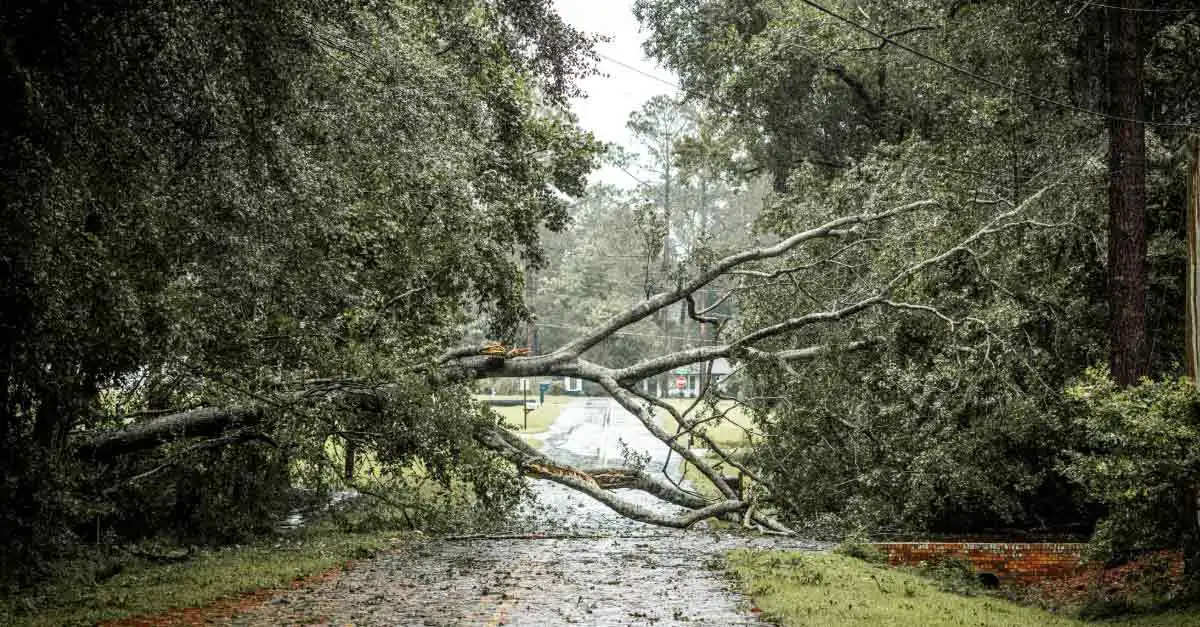 Trees and tree care related to Best Storm Cleanup Using Grapple Trucks in Daytona Beach, FL