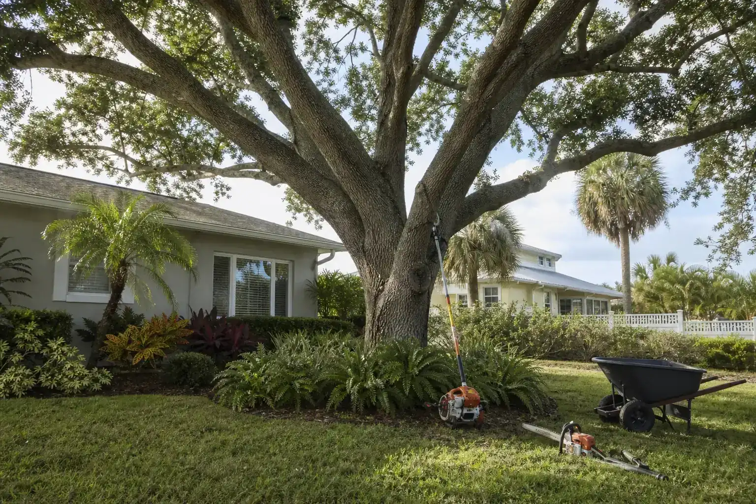 Mature Florida tree in a residential yard during a discussion of choosing the right trees for coastal home landscapes