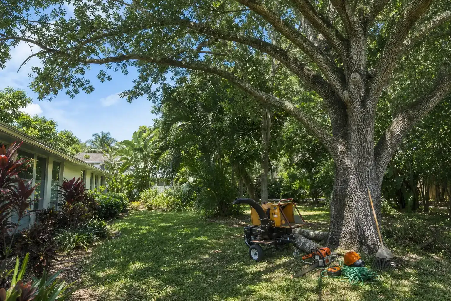 Mature Florida tree in a residential yard during a discussion of common tree hazards in coastal florida yards Mature Florida tree in a residential yard during a discussion of common tree hazards in coastal florida yards