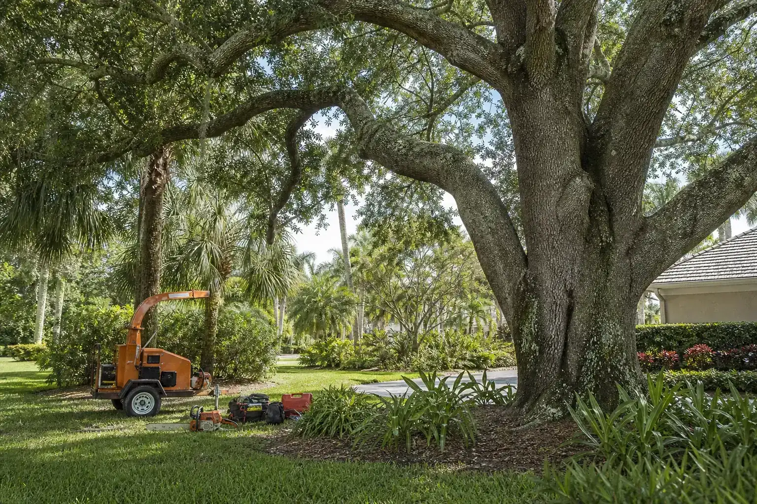 Mature Florida tree in a residential yard illustrating understanding tree removal needs in daytona beach Mature Florida tree in a residential yard illustrating understanding tree removal needs in daytona beach