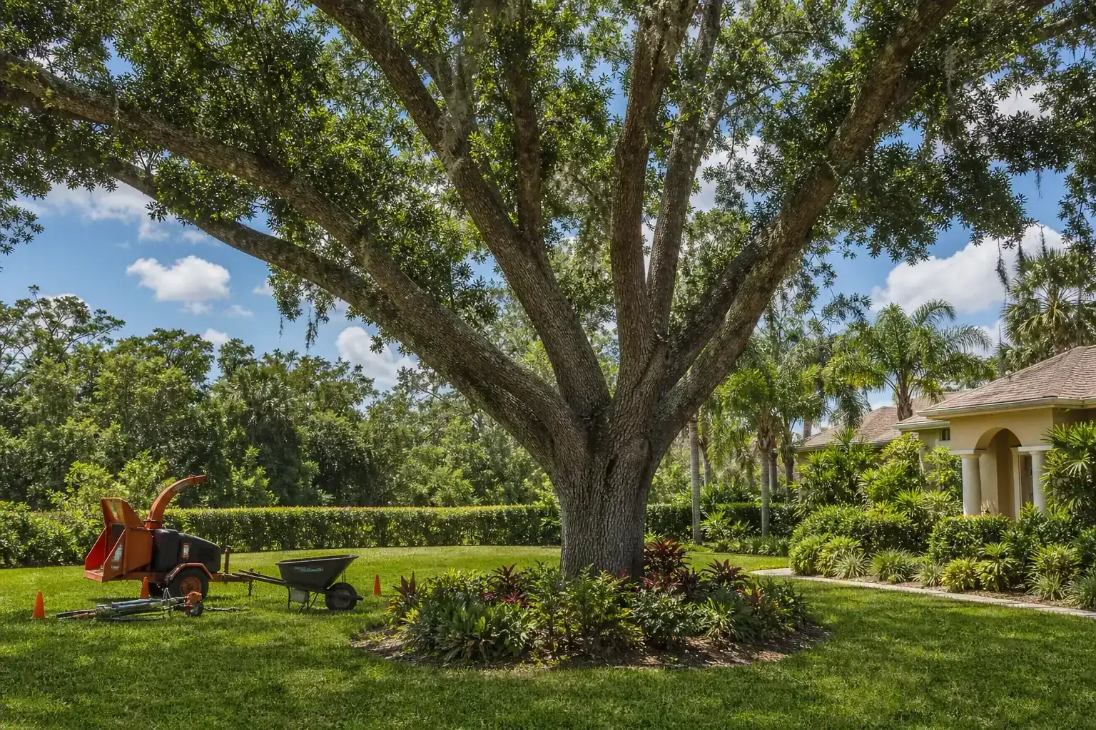 Mature Florida tree in a residential yard for best tree services in daytona beach, fl for property owners