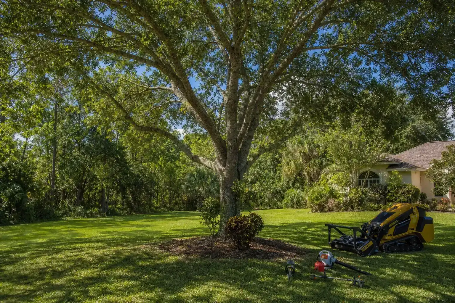 Mature Florida tree in a residential yard for brush hogging for overgrown fields in deltona: what to know Mature Florida tree in a residential yard for brush hogging for overgrown fields in deltona: what to know