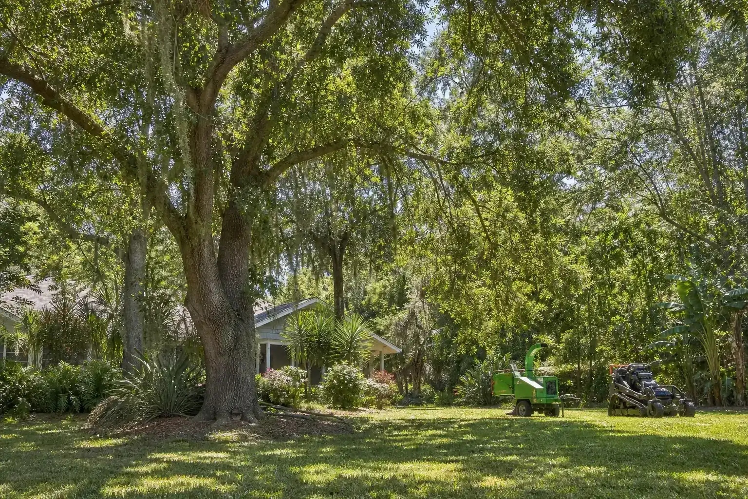 Mature Florida tree in a residential yard during a discussion of why overgrown fields need professional attention Mature Florida tree in a residential yard during a discussion of why overgrown fields need professional attention