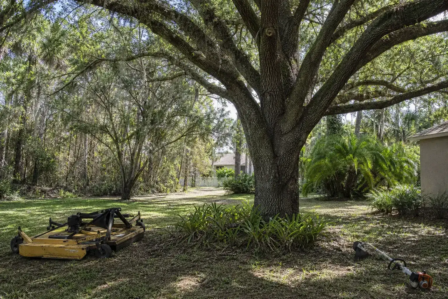 Mature Florida tree in a residential yard during a discussion of why overgrown trails are a concern in deland