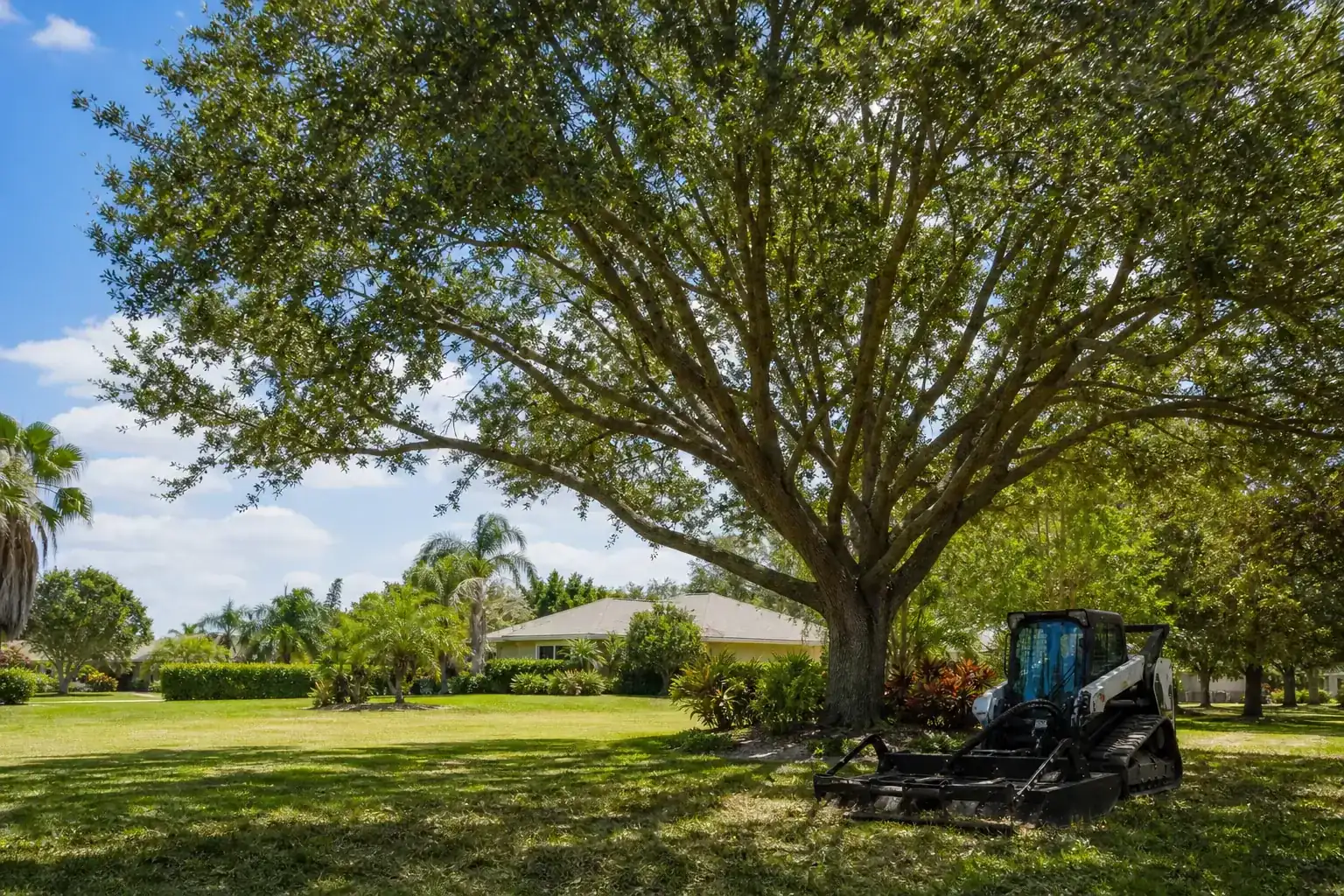 Mature Florida tree in a residential yard for brush hogging for vacant lots in port orange: what you need to know