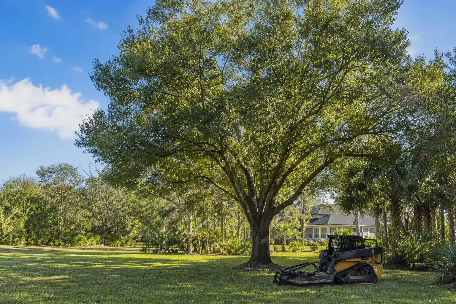 Mature Florida tree in a residential yard for brush hogging large lots in flagler county: what you need to know