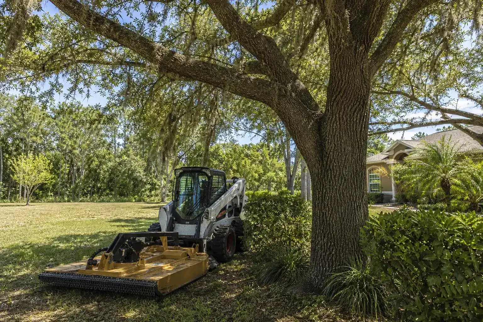 Mature Florida tree in a residential yard illustrating understanding brush hogging for large lots in flagler county