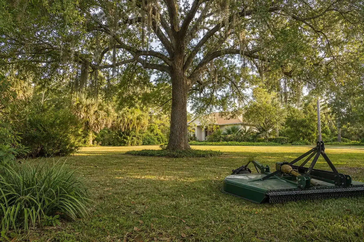 Mature Florida tree in a residential yard during a discussion of what is brush hogging?