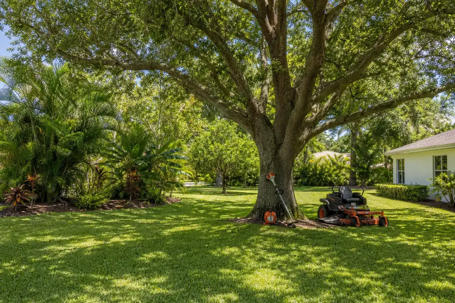 Mature Florida tree in a residential yard during a discussion of what brush hogging can accomplish Mature Florida tree in a residential yard during a discussion of what brush hogging can accomplish