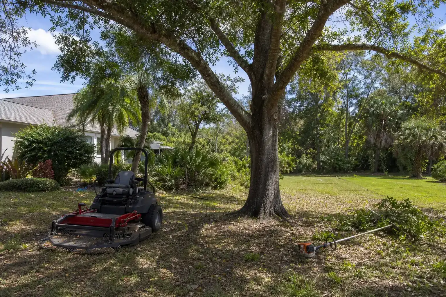 Mature Florida tree in a residential yard during a discussion of benefits of bush hogging for property cleanup Mature Florida tree in a residential yard during a discussion of benefits of bush hogging for property cleanup