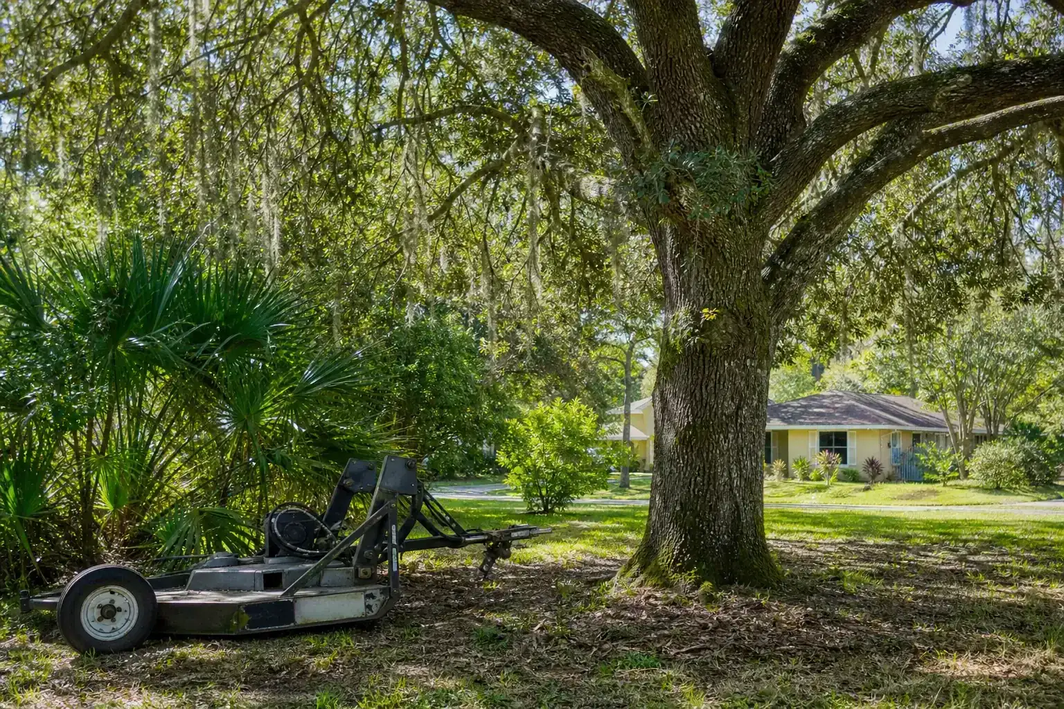 Mature Florida tree in a residential yard illustrating understanding bush hogging in osteen, fl Mature Florida tree in a residential yard illustrating understanding bush hogging in osteen, fl