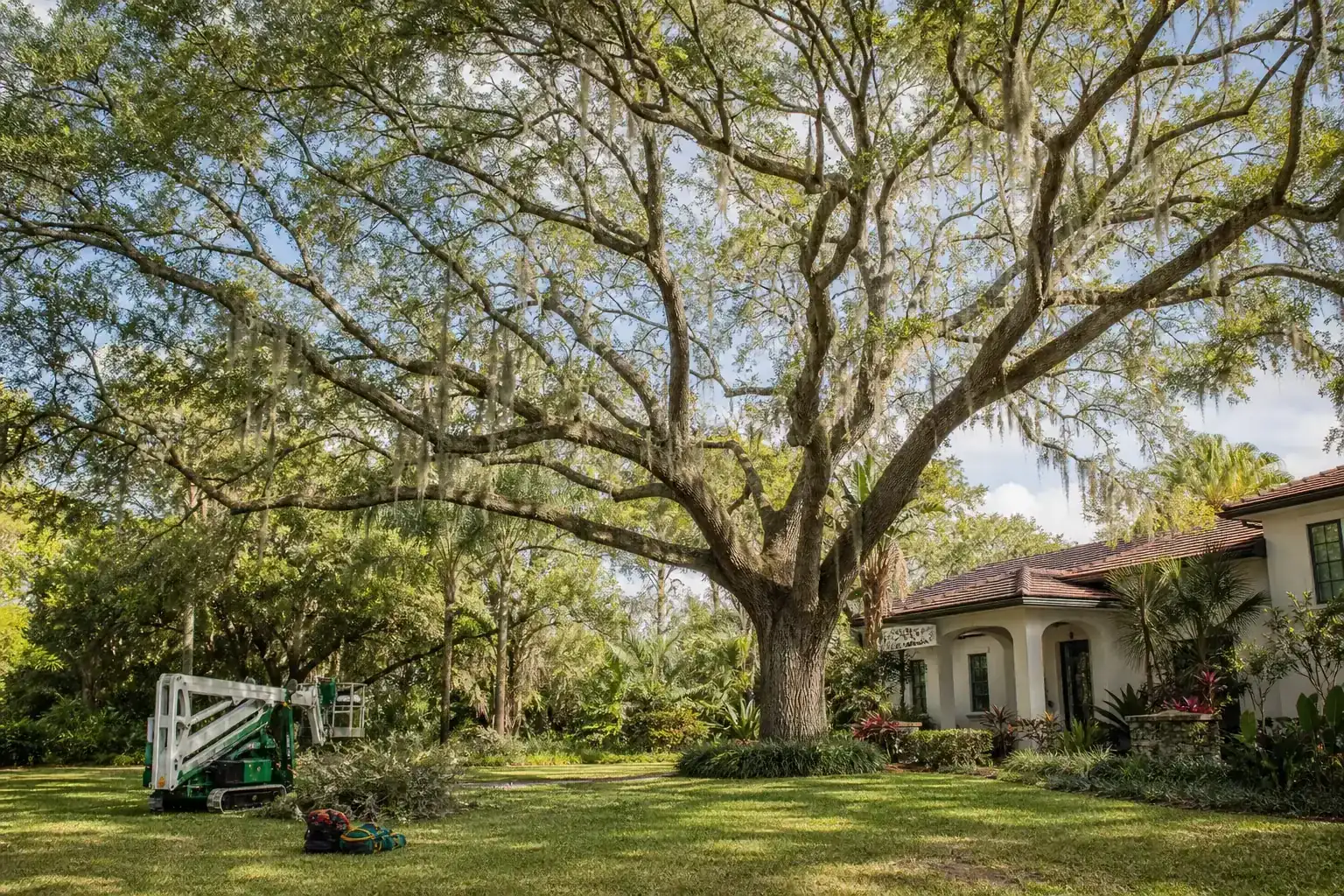 Mature Florida tree in a residential yard for canopy thinning for historic oaks in daytona beach