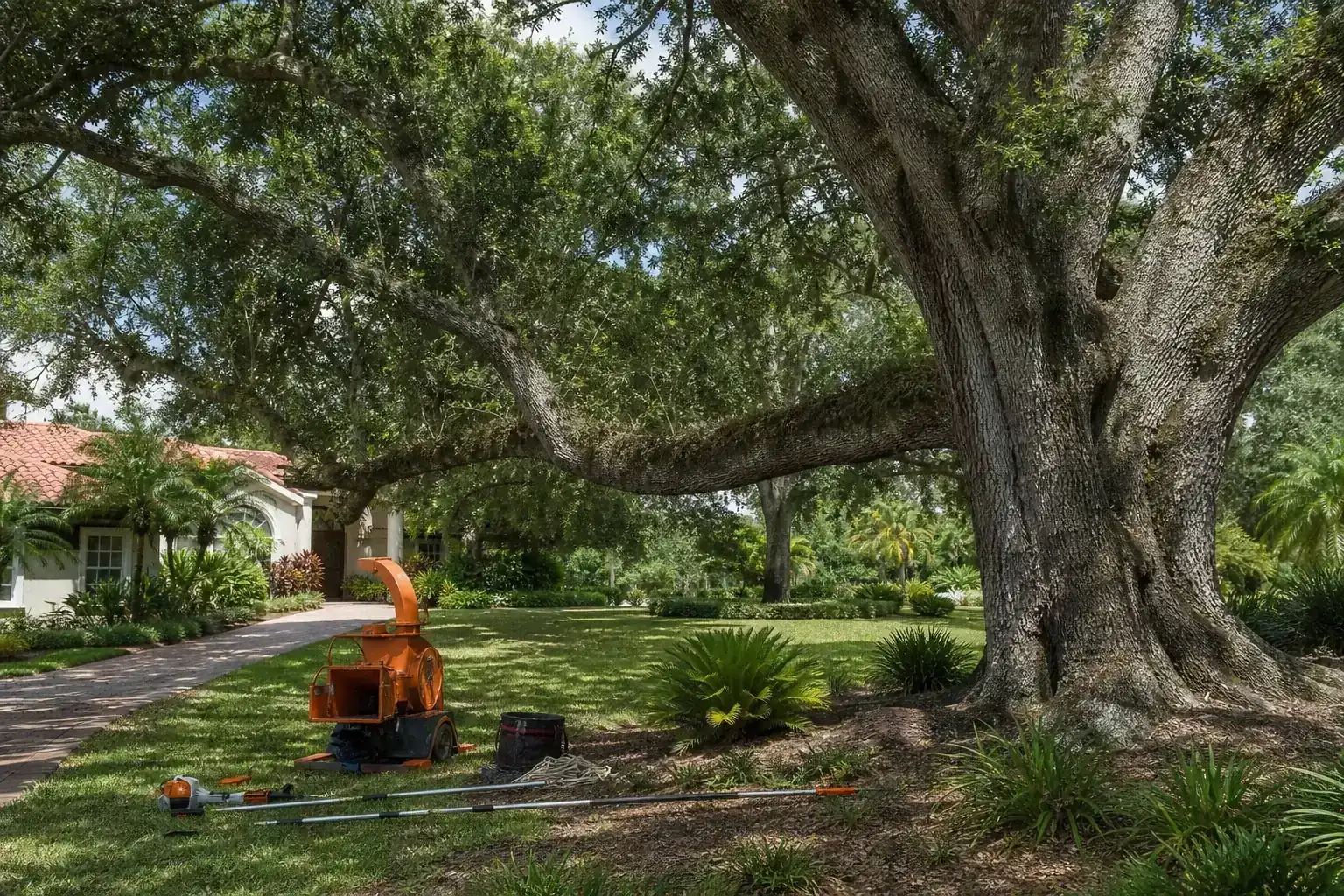 Mature Florida tree in a residential yard illustrating understanding the importance of canopy thinning for historic oaks