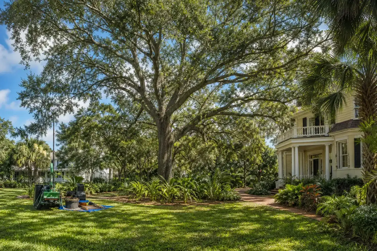 Mature Florida tree in a residential yard for canopy thinning for historic properties in new smyrna beach Mature Florida tree in a residential yard for canopy thinning for historic properties in new smyrna beach