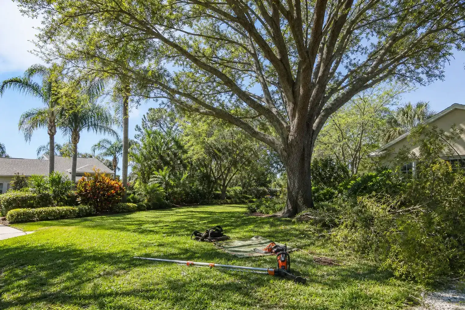 Mature Florida tree in a residential yard during a discussion of what is canopy thinning?