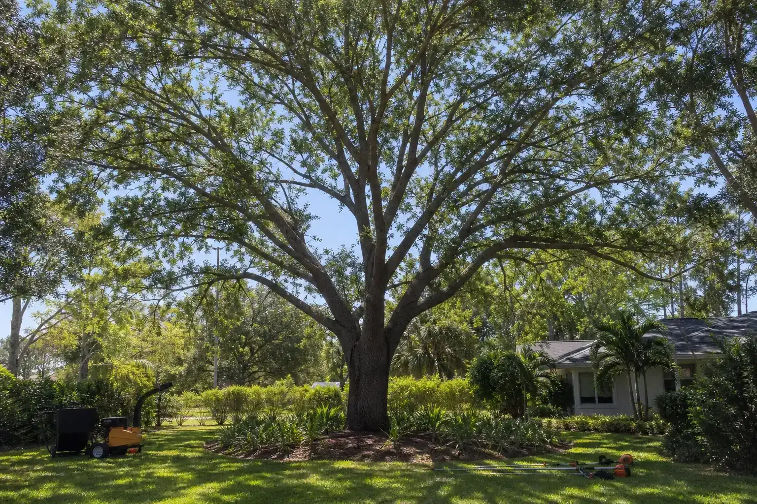 Mature Florida tree in a residential yard for how canopy thinning can improve wind flow in florida trees Mature Florida tree in a residential yard for how canopy thinning can improve wind flow in florida trees