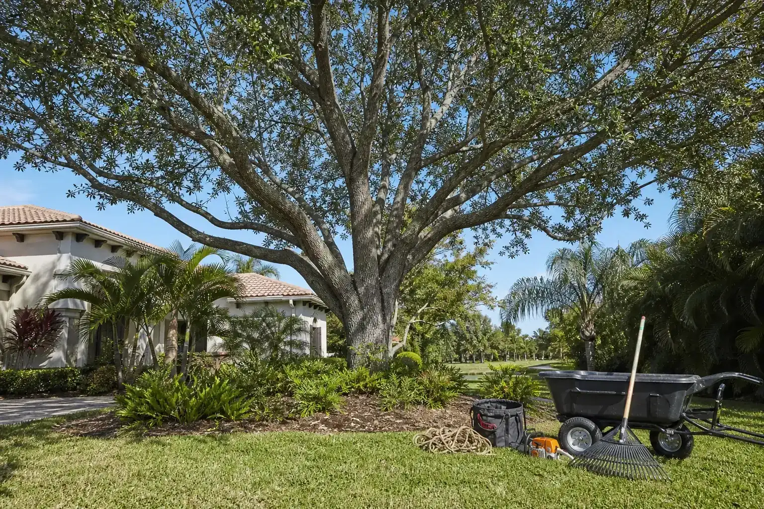 Mature Florida tree in a residential yard illustrating what canopy thinning involves Mature Florida tree in a residential yard illustrating what canopy thinning involves