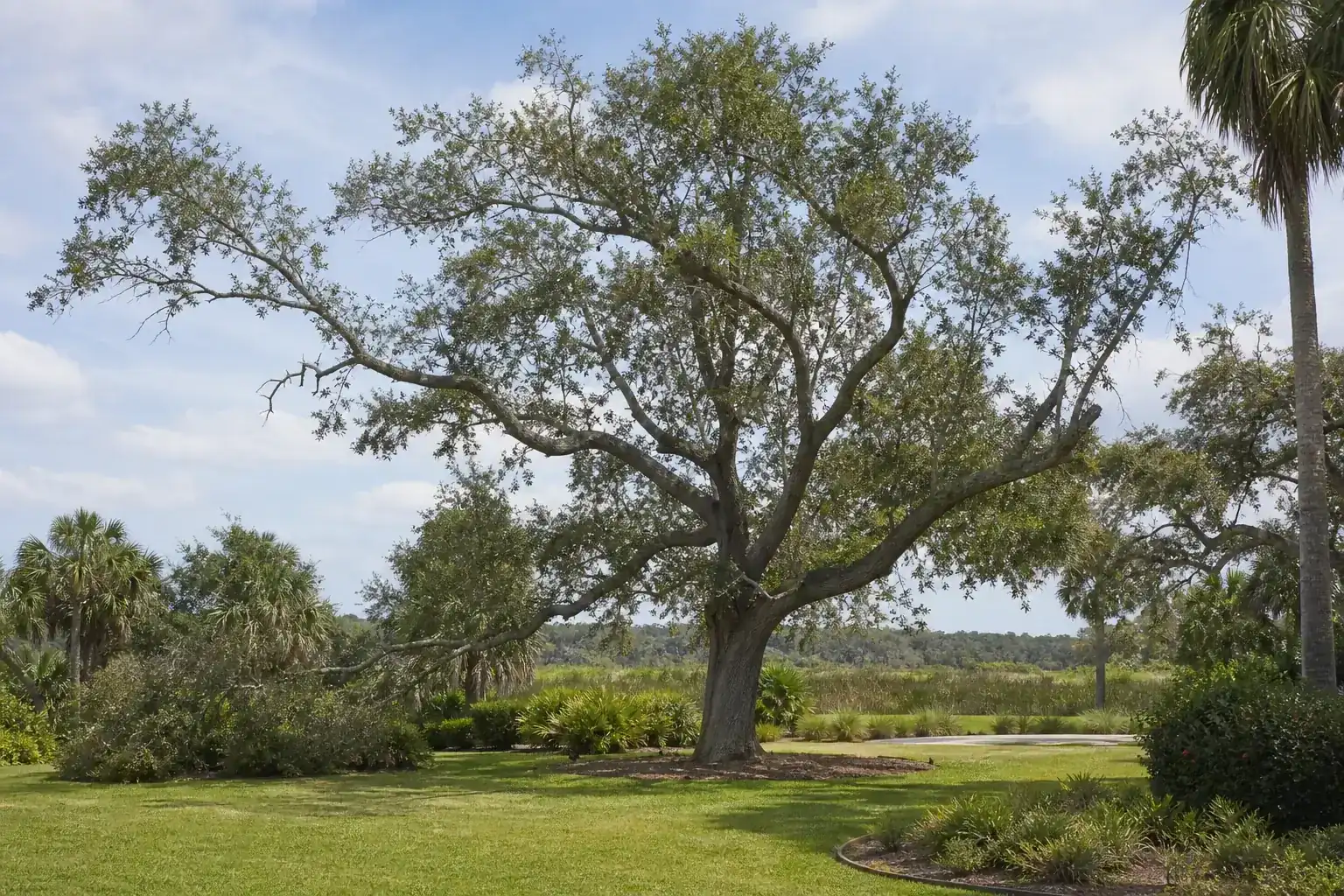 Mature Florida shade tree with branches ready for trimming for central fl tree cutting you can trust