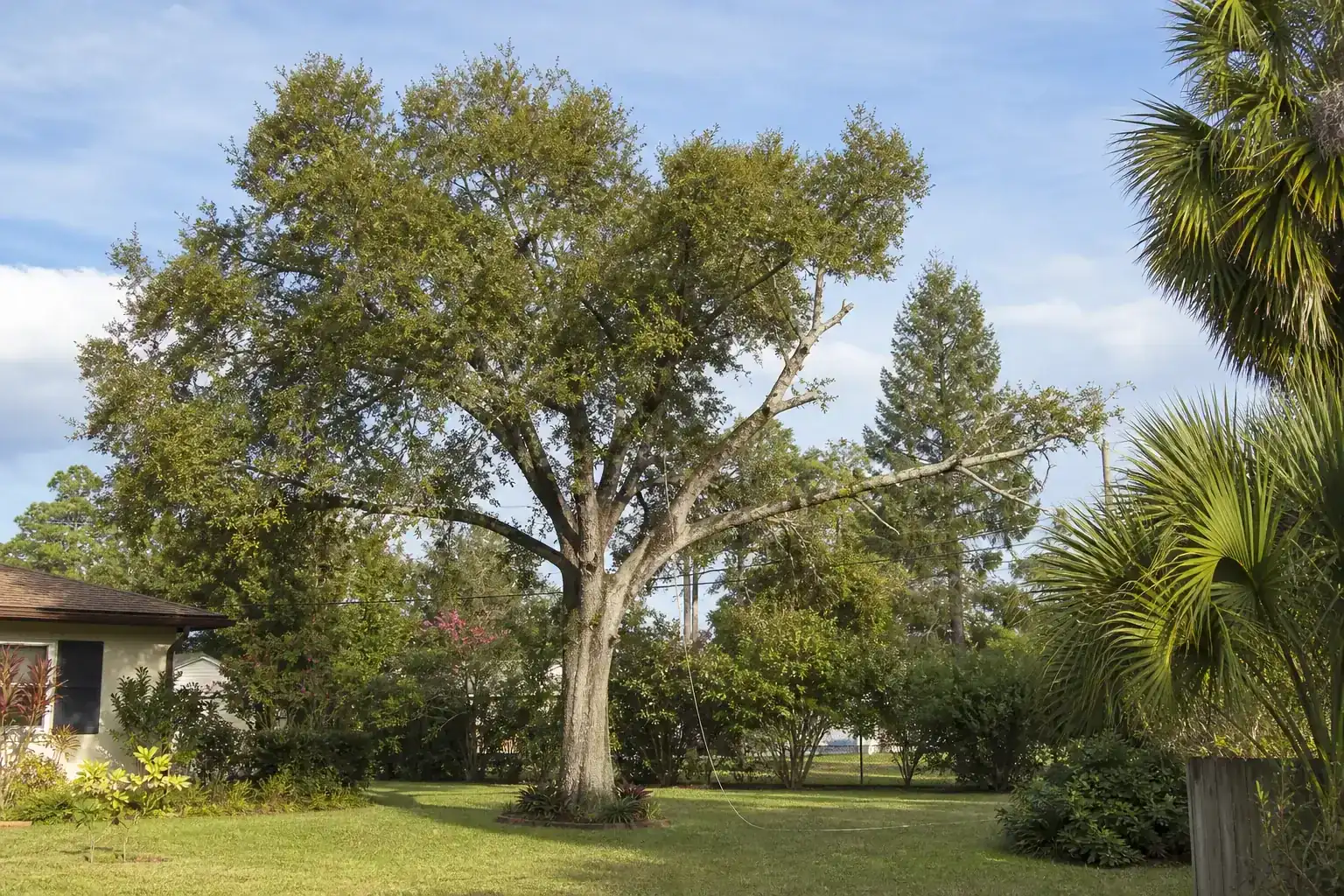 Mature Florida shade tree with branches ready for trimming during a discussion of key factors when choosing a tree cutting provider in daytona beach, fl