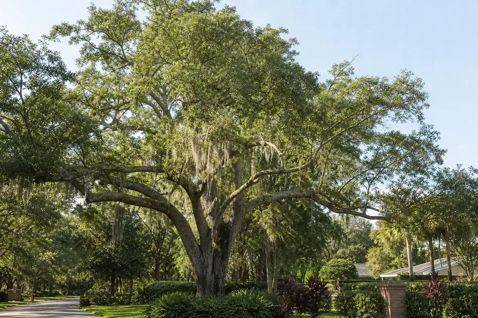 Mature Florida shade tree with branches ready for trimming illustrating understanding the importance of tree cutting services